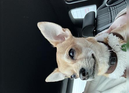 Chihuahua (Kurzhaar) - Deckrüde