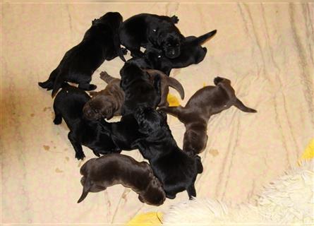 Bildhübsche braune Labradorwelpen mit Papieren (Wurfankündigung) zu Ende Februar