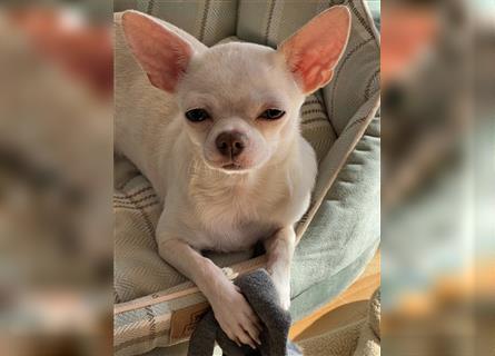Chihuahua-Hündin