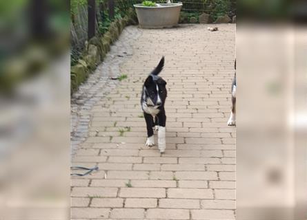 Sportlicher Husky Welpe sucht Zuhause