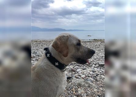Labrador Deckrüde Bruno von Villa - Kein Verkauf