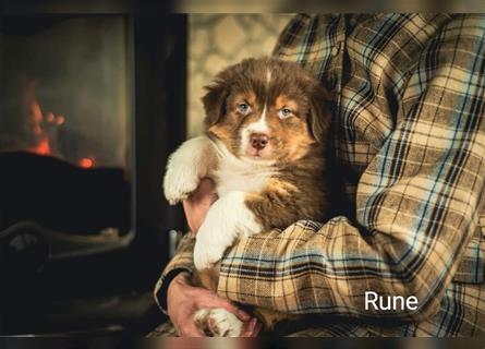 Rune sucht ein liebevolles Zuhause!