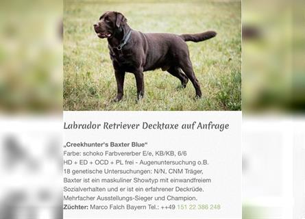 Rassetypischer Labrador Deckrüde mit Champion Titel