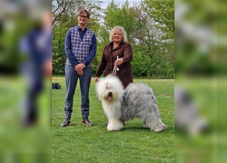 Bobtailwelpen aus kontrollierter VDH-Zucht