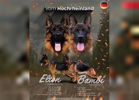 Deutscher Schäferhund Welpen