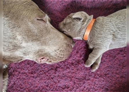 Labrador silber Welpen mit Ahnennachweis 12.08.24 geboren