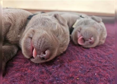 Labrador silber Welpen mit Ahnennachweis 12.08.24 geboren