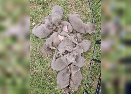 Labrador silber Welpen mit Ahnennachweis 12.08.24 geboren