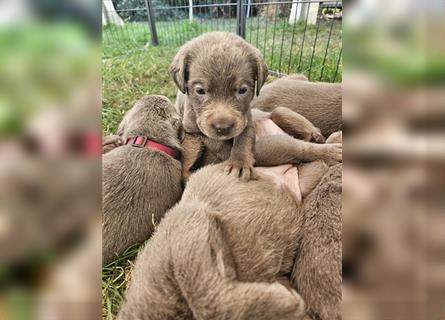 Labrador silber Welpen mit Ahnennachweis 12.08.24 geboren