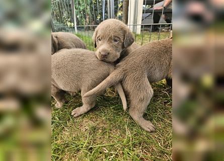 Labrador silber Welpen mit Ahnennachweis 12.08.24 geboren