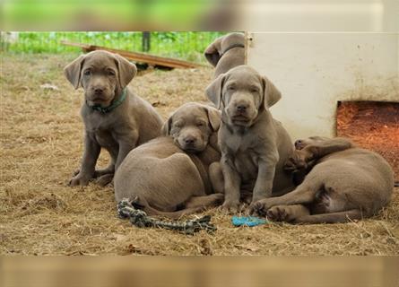 Labrador silber Welpen mit Ahnennachweis 12.08.24 geboren