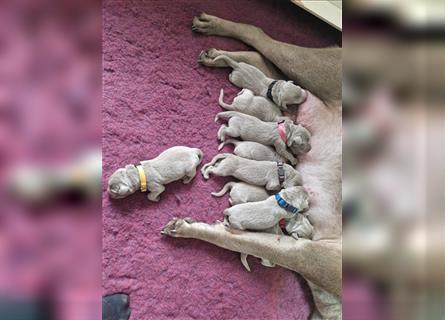 Labrador silber Welpen mit Ahnennachweis 12.08.24 geboren