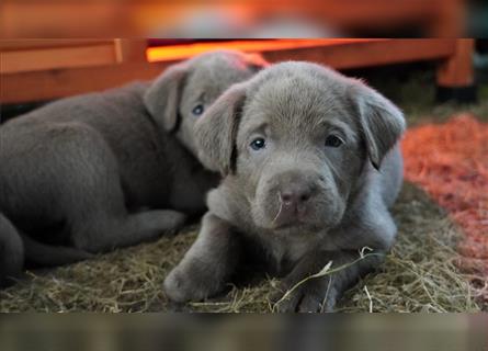 Labrador silber Welpen mit Ahnennachweis 12.08.24 geboren