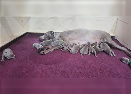 Labrador silber Welpen mit Ahnennachweis 12.08.24 geboren