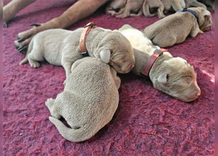 Labrador silber Welpen mit Ahnennachweis 12.08.24 geboren