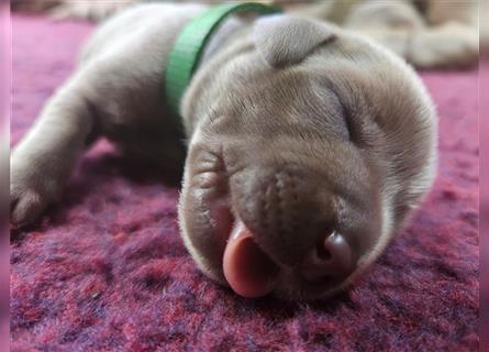 Labrador silber Welpen mit Ahnennachweis 12.08.24 geboren