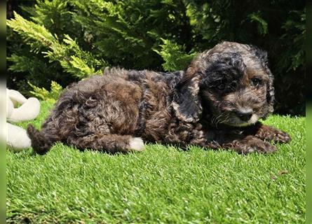 Cavapoo welpen