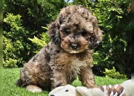 Cavapoo welpen