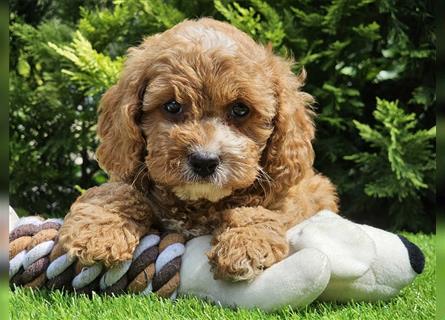 Cavapoo welpen