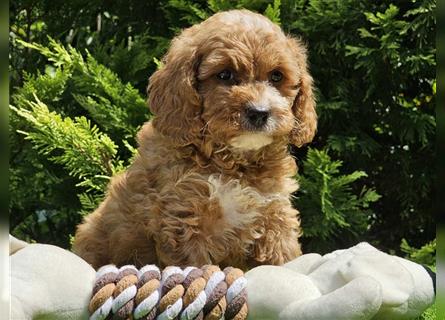 Cavapoo welpen