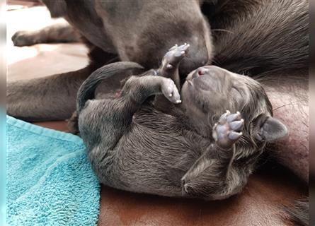Bezaubernde Labradorwelpen mit Ahnentafel in silber/charcoal