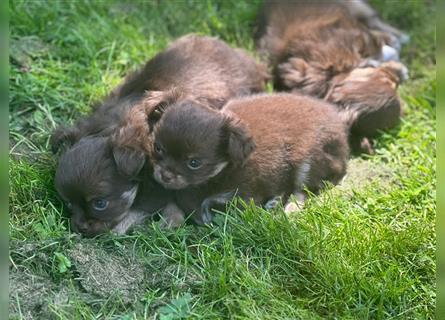 Chihuahua langhaar Welpen aus Top Aufzucht schoko und Black