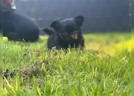 Chihuahua langhaar Welpen aus Top Aufzucht schoko und Black