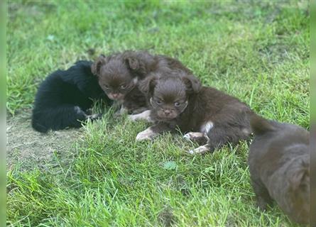 Chihuahua langhaar Welpen aus Top Aufzucht schoko und Black