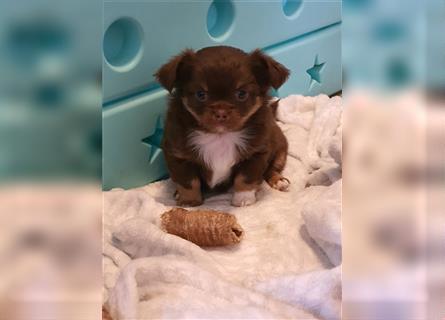 Chihuahua langhaar Welpen aus Top Aufzucht schoko und Black