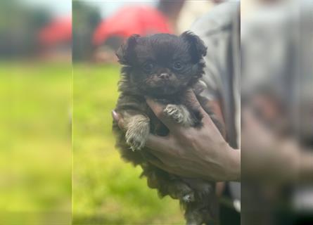 Chihuahua langhaar Welpen aus Top Aufzucht schoko und Black