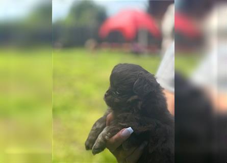 Chihuahua langhaar Welpen aus Top Aufzucht schoko und Black