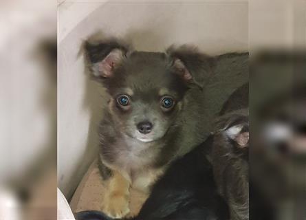 Chihuahua Hündin Blue-tan  langhaar aus Top Aufzucht