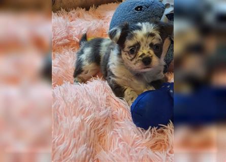 Chihuahua Rüde in Blue Merle langhaar aus Top Aufzucht