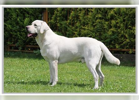 Labradordeckrüde weiß mit AKC -Papieren (decksicher)
