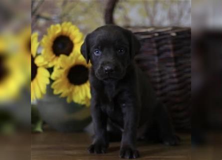 Süße kleine Labradordame in braun/chocolate