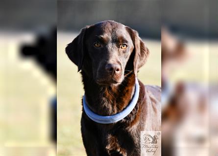 Labrador Welpen - chocolate - aus kontrollierter und erfahrener Zucht