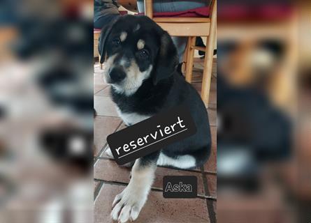 Bersennen-Schäferhund/Tatrahund - Mix Welpen
