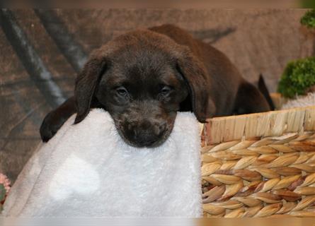 Labrador Welpen in charcoal, silber und braun mit Ahnentafel