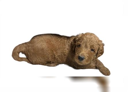 Labradoodle Welpen F1B foxred