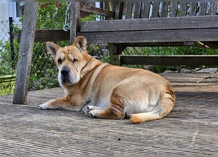 Shar-Pei-Mix Seniorin Ronja sucht dringend ein neues Zuhause