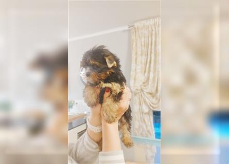 Reinrassige, wunderschöne Yorkshire Terrier Welpen zu verkaufen
