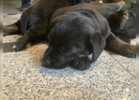 Appenzeller Sennenhund Labrador Mixe Mischlinge Welpen Rüde vom 03.01.24