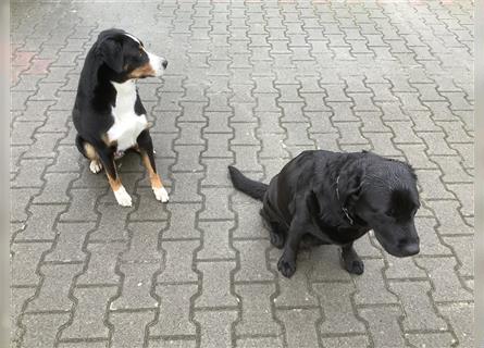 Appenzeller Sennenhund Labrador Mixe Mischlinge Welpen Rüde vom 03.01.24