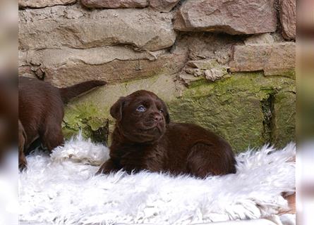 Traumhaft schöne Labradorwelpen in chocolate!