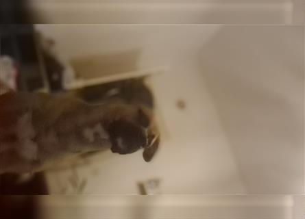 Dieser kleine 7 Monate alter mastiff sucht ein Zuhause