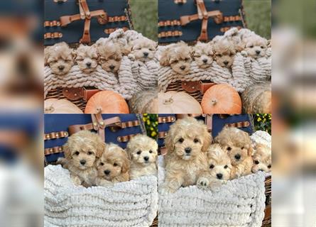 Maltipoo Welpen, Malteser & Zwergpudel, Weibchen & rüden