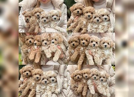 Maltipoo Welpen, Malteser & Zwergpudel, Weibchen & rüden