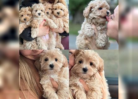 Maltipoo Welpen, Malteser & Zwergpudel, Weibchen & rüden