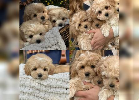 Maltipoo Welpen, Malteser & Zwergpudel, Weibchen & rüden