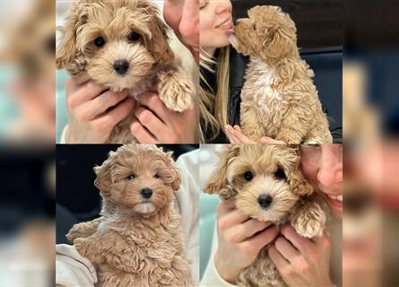 Maltipoo Welpen, Malteser & Zwergpudel, Weibchen & rüden